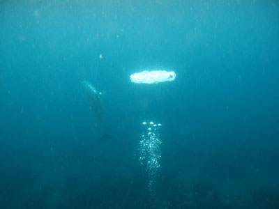 iruka110422a.jpg