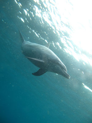 iruka110422d.jpg