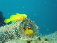 koganezaki20161015c_R.jpg