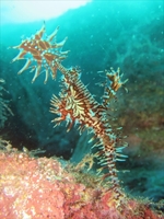 koganezaki20161015g_R.jpg