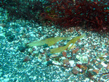 DSCF8852.jpg