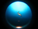 アオウミガメ180626a_R.jpg