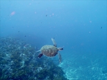 アオウミガメ190621_R.jpg