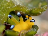 ウデフリツノザヤウミウシ191220a_R.jpg