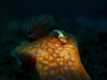 ウミウシカクレエビ190306a_R.jpg