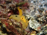 カンナツノザヤウミウシ191220_R.jpg