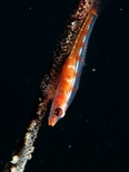 ガラスハゼ191024_R.jpg