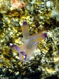 クチナシツノザヤウミウシ180224_R.jpg
