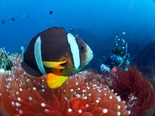 クマノミ170914_R.jpg