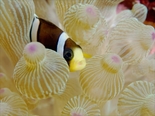 クマノミ180929_R.jpg