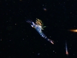 コエビsp171226_R.jpg
