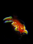 ニシキウミウシ180212_R.jpg