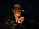 ニシキウミウシ190119_R.jpg