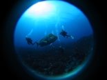 ハマフエフキ170924_R.jpg