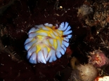 ボブサンウミウシ181129_R.jpg