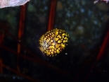 マツカサウオyg171106_R.jpg
