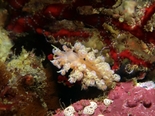ミノウミウシsp190105_R.jpg