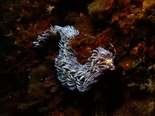 ムカデミノウミウシ190315_R.jpg